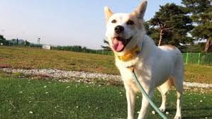 B C Rescue Dog Made Famous By Korean