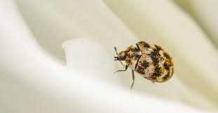 what causes carpet beetles a z s