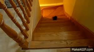 cute cats falling down stairs on make a gif