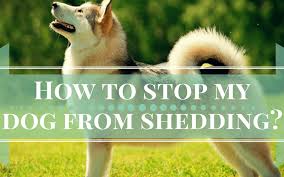 how to stop a dog from shedding tips