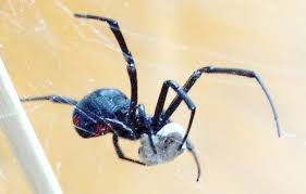 Find out the interesting facts about carnotaurus by checking the following post below. 10 Interesting Facts About Black Widow Spiders Learnodo Newtonic