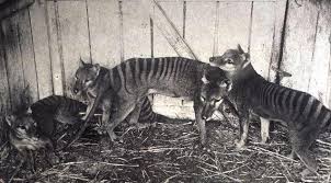 Extinction of thylacine | national museum of australia. Tasmanian Tigers Start To Look Like Dogs In The Pouch Pursuit By The University Of Melbourne