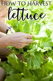 harvesting lettuce how to make yours