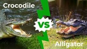 Alligator & Wildlife Discovery Center de Madeira Beach | Horario, Mapa y entradas 1
