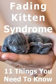 Maybe you would like to learn more about one of these? Fading Kitten Syndrome 11 Things You Need To Know Thecatsite Articles