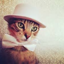 Search, discover and share your favorite cats wearing clothes gifs. 250 Cat Kittens Wearing Clothes Ideas Kittens Cats And Kittens Cats