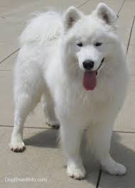 Samoyed Dog Breed Information And Pictures