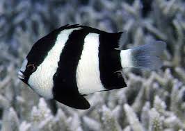 Small specimens have a black saddle on caudal peduncle. 3 Striped Damselfish Saltwater Fish For Sale
