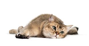 Cats with hepatocellular carcinoma have an average survival time of slightly more than one year following surgery. Top Four Cat Cancers Vetsavers Pet Hospital