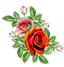 red rose flower png transpa clipart