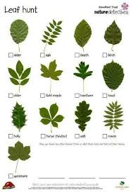 Leaf Chart Nature Hunt Forest School Activities Tree