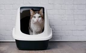 Cats are proven to be far more likely to use and love aimicat than any traditional litter box, because it's consistently clean! 11 Best Self Cleaning Litter Boxes Automatic Cat Litter Boxes