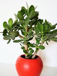 House Plants That Are Toxic To Pets