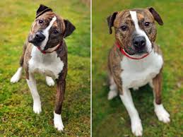 The staffordshire bull terrier is a descendant of the bull and terrier crosses made in great britain in the late 1700's. 15 Unreal Boxer Cross Breeds You Ve Got To See To Believe Boxer Mix Puppies Boxer Mix Boxer Dogs
