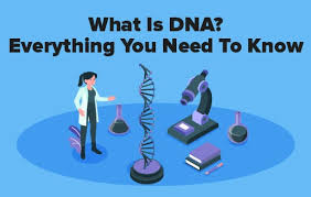 what is dna everything you need to