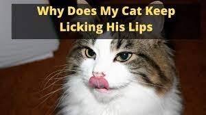 why does my cat keep licking his lips