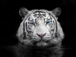 white tiger images browse 273 817