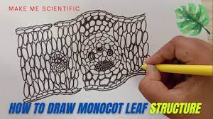 to draw monocot leaf internal structure