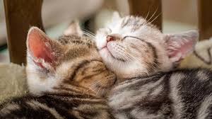 How long do kittens sleep at night? Kitten Development Growth Royal Canin Uk Royal Canin