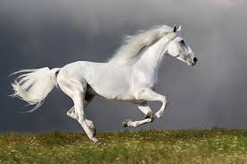 white horse running stock photos