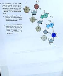 the backbone of the dna molecule is