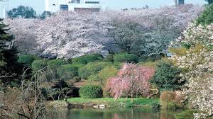 100 blossoms shinjuku gyoen tokyo