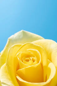 yellow rose images free on