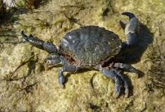 Image result for are all crustaceans edible
