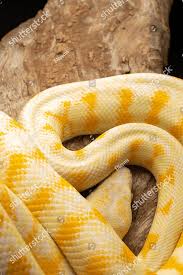 albino darwin carpet python yellow