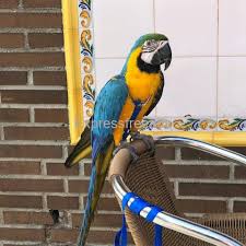 quality blue and gold macaw parrots