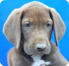 We have 7 beautiful female puppies ready and waiting for new homes. Phillips Wi Weimaraner Meet Bacardi A Pet For Adoption