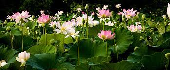 Lotus Blossoms At Kenilworth Aquatic