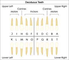 Deciduous Teeth Chart Letters Bedowntowndaytona Com