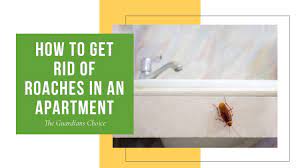 get rid of roaches in an apartment