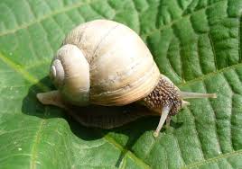 can you eat garden snails