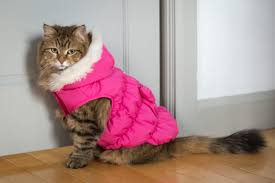 Do Cats Need Coats Catgazette