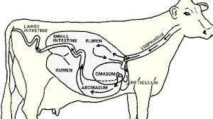 Cows 101 Ruminant Anatomy Beef2live Eat Beef Live Better