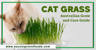 Cat Grass Australian Grow And Care