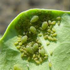 control aphids in vegetable crops
