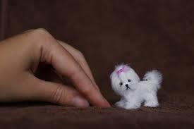 doll miniature maltese puppy