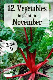 Vegetables To Plant In November Zone 9