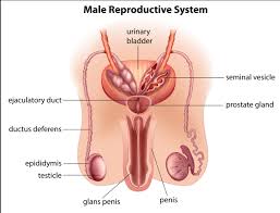 In this article, you'll learn about the anatomy of the male reproductive system organs and their fascinating functions. Male Anatomy Below Your Belt