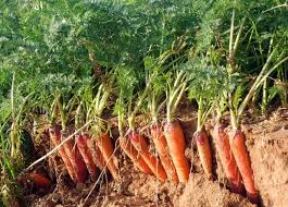 carrot harvest and tips