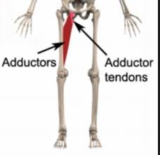 Leg anatomy muscles and tendons how to fix achilles. How To Treat Adductor Tendonitis The Art Of Manliness