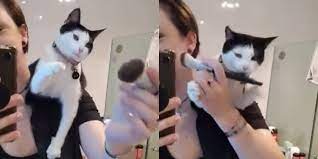 cat stops mom from putting on makeup