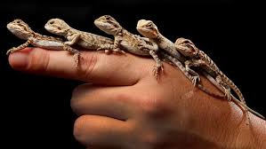 There are 3389 pet lizards for sale on etsy, and they cost au$18.01 on average. Pets For Kids Central Bearded Dragons A Popular Pet Daily Telegraph