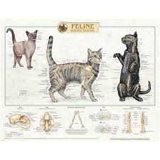 Feline Skeletal Anatomy Laminated Chart Poster