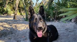 4 best dog friendly beaches near