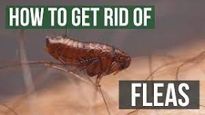 how to get rid of fleas guaranteed 4