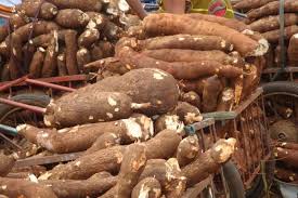 Medical/food value Of Cassava